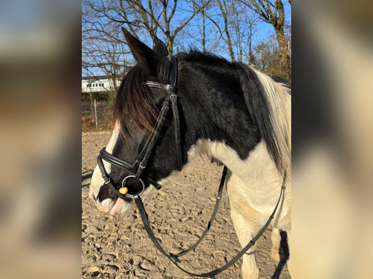 Lewitzer Croisé Jument 6 Ans 138 cm Pinto in Wermelskirchen