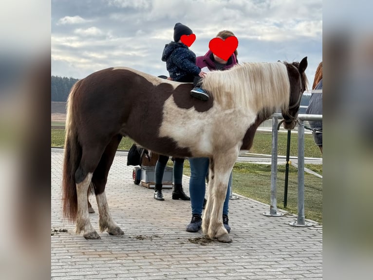 Lewitzer Jument 6 Ans 145 cm Pinto in Ostheim vor der Rh&#xF6;n