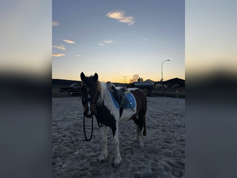 Lewitzer Jument 6 Ans 145 cm Pinto in Ostheim vor der Rh&#xF6;n