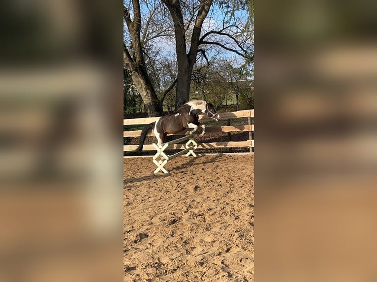 Lewitzer Jument 6 Ans 150 cm Pinto in Aalen