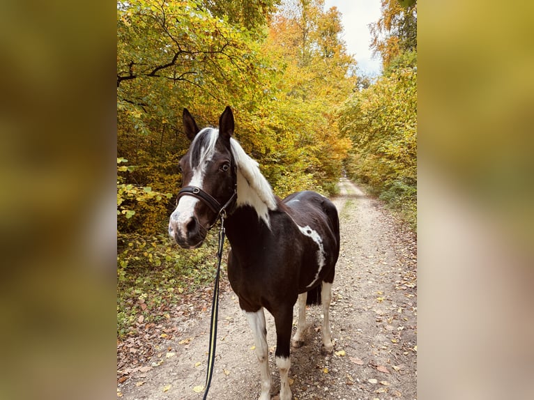 Lewitzer Jument 6 Ans 150 cm Pinto in Aalen