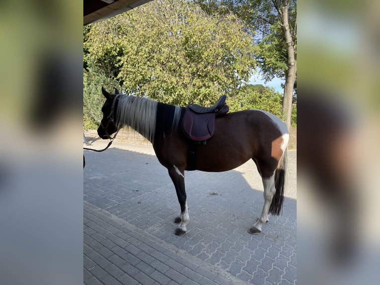 Lewitzer Jument 6 Ans 152 cm Pinto in Menden