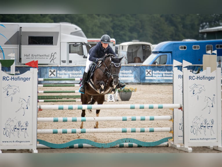 Lewitzer Jument 7 Ans 144 cm Pinto in Altenfelden