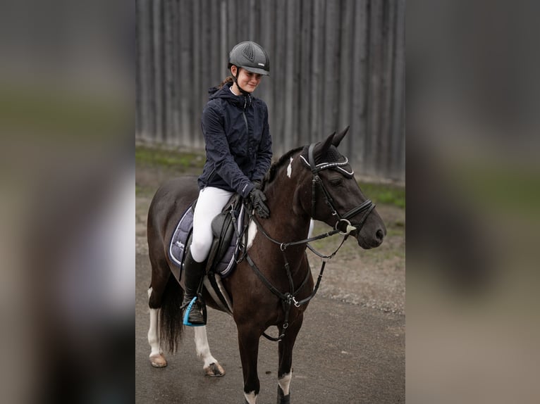 Lewitzer Jument 7 Ans 144 cm Pinto in Altenfelden
