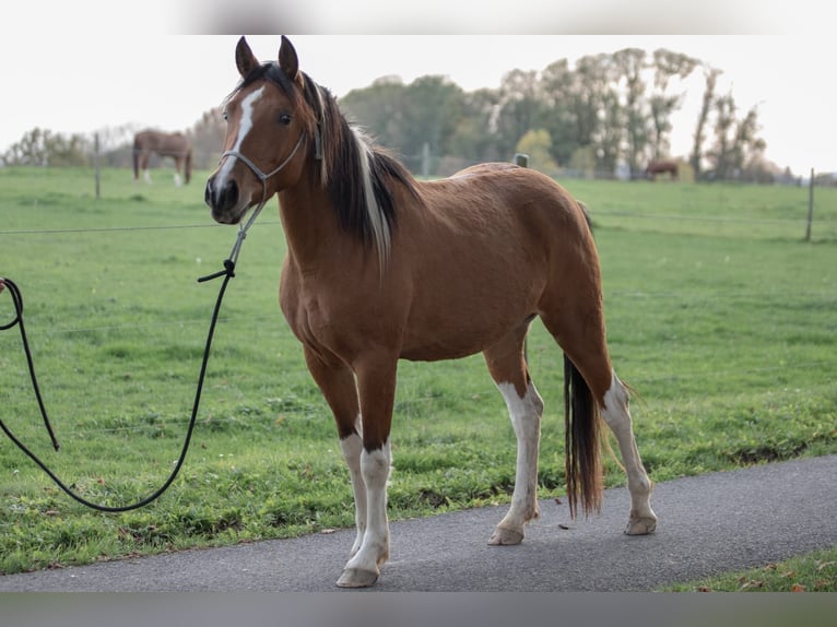 Lewitzer Croisé Jument 7 Ans 145 cm Pinto in Königsfeld im Schwarzwald