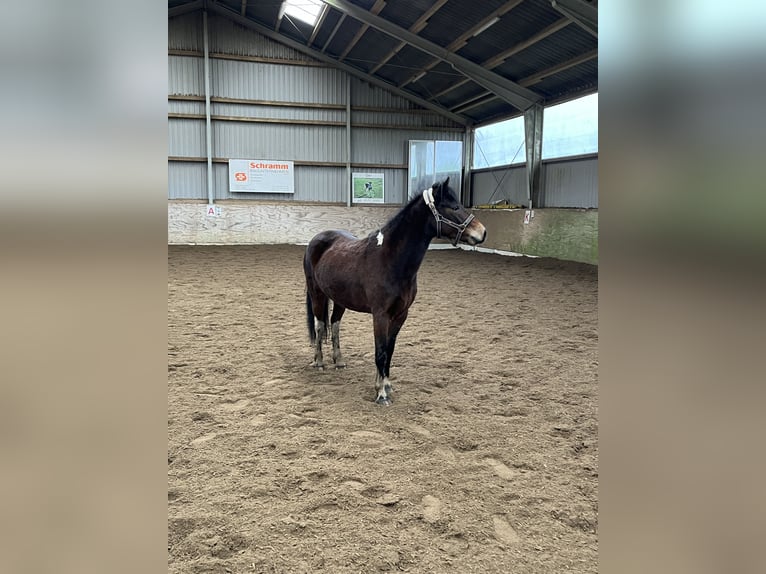 Lewitzer Croisé Jument 8 Ans 133 cm Pinto in SeedorfSeedorf