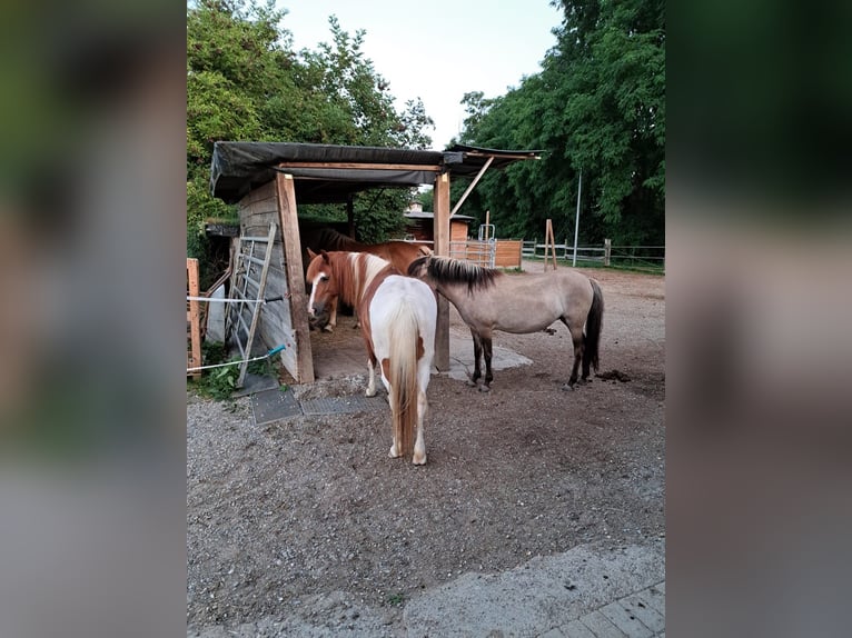 Lewitzer Croisé Jument 8 Ans 138 cm Pinto in Bad Krozingen