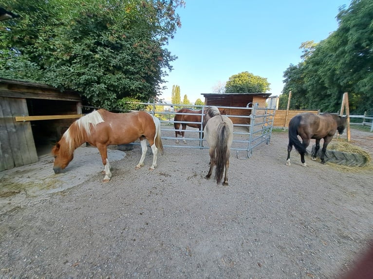 Lewitzer Croisé Jument 8 Ans 138 cm Pinto in Bad Krozingen