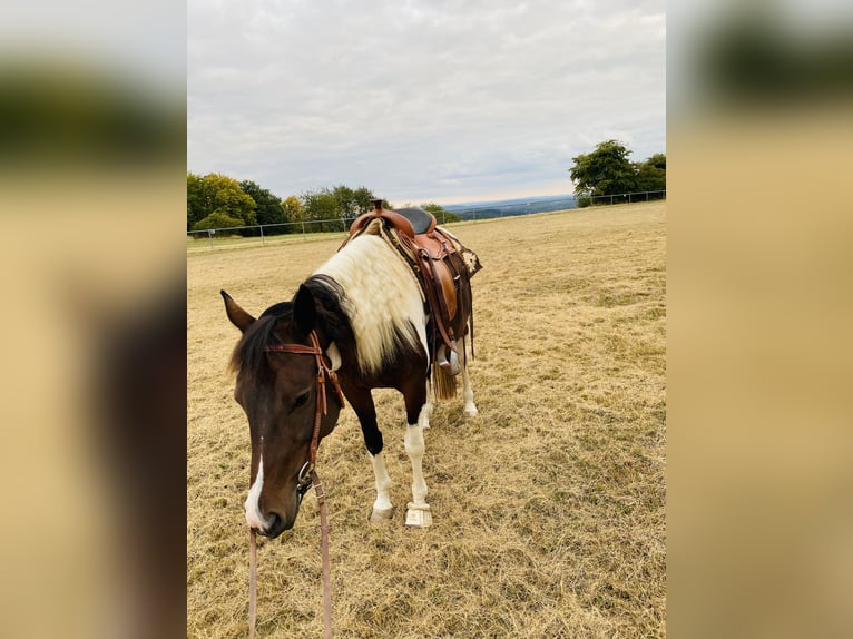 Lewitzer Jument 8 Ans 146 cm Pinto in Bad Endbach