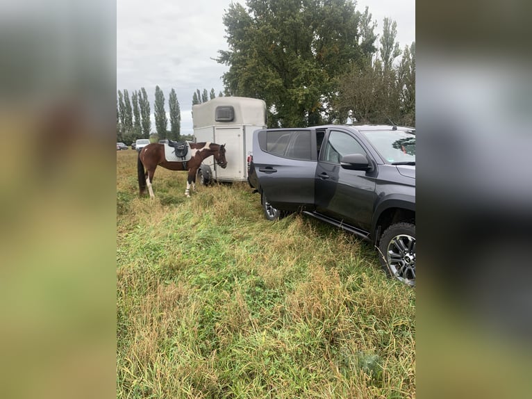 Lewitzer Jument 8 Ans 147 cm Tobiano-toutes couleurs in Perleberg