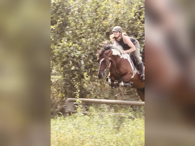 Lewitzer Jument 8 Ans 147 cm Tobiano-toutes couleurs in Perleberg