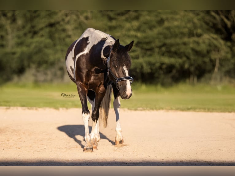 Lewitzer Croisé Jument 8 Ans 155 cm Pinto in Dorfen