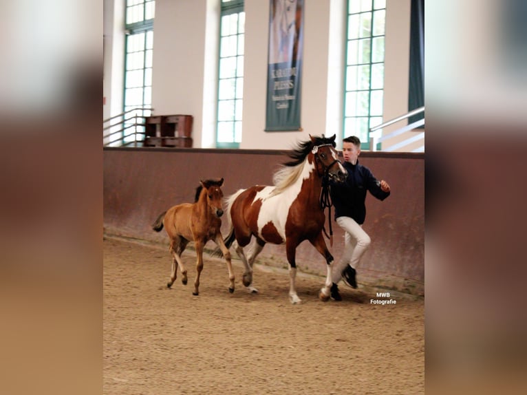 Lewitzer Jument Poulain (05/2024) Bai in Ludwigslust