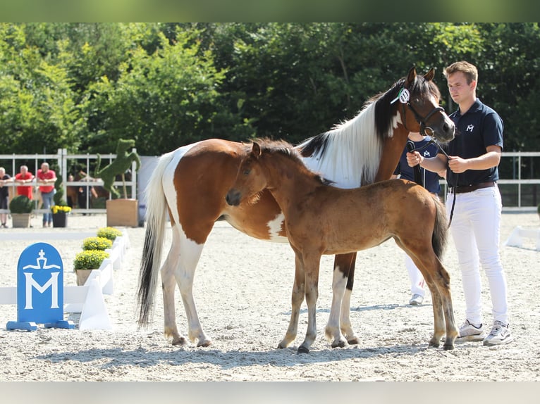 Lewitzer Jument Poulain (05/2024) Bai in Ludwigslust