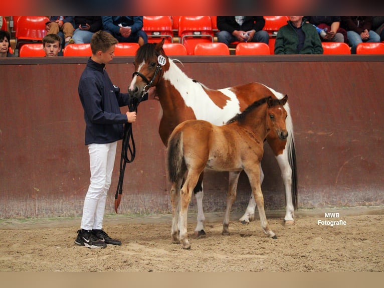 Lewitzer Jument Poulain (05/2024) Bai in Ludwigslust