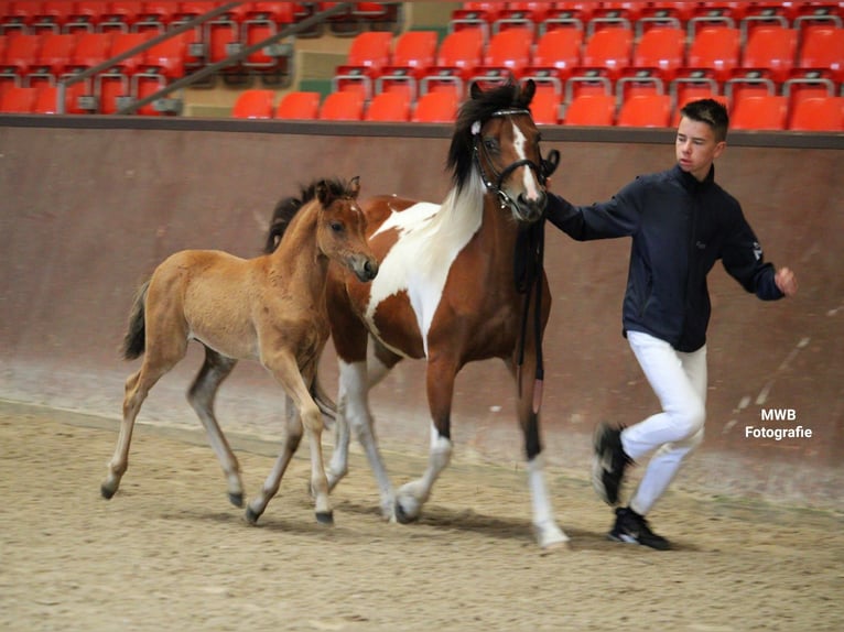 Lewitzer Jument Poulain (05/2024) Bai in Ludwigslust