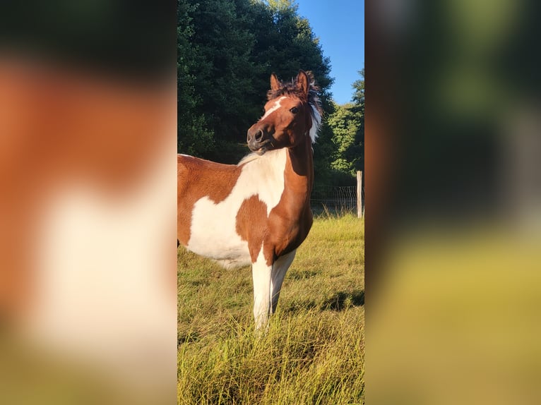 Lewitzer Croisé Jument Poulain (03/2025) Pinto in Soltau