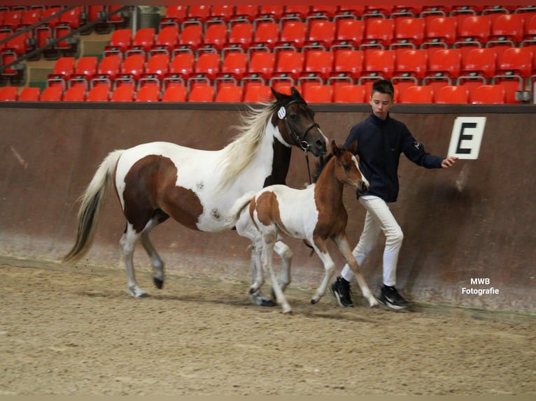 Lewitzer Jument Poulain (05/2024) Pinto in Ludwigslust