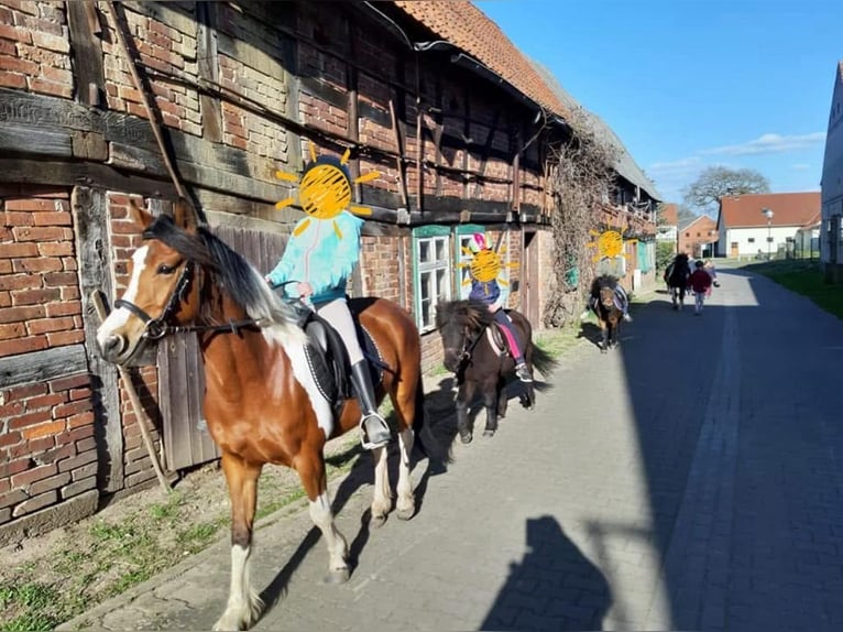 Lewitzer Mix Mare 10 years 13,3 hh Pinto in Salzwedel