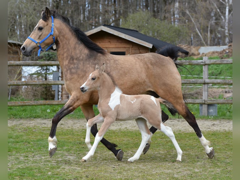 Lewitzer Mare 10 years 14.1 hh Buckskin in Mörsdorf