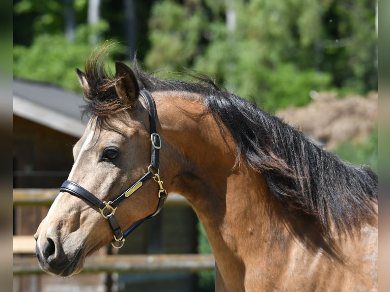 Lewitzer Mare 10 years 14.1 hh Buckskin in Mörsdorf