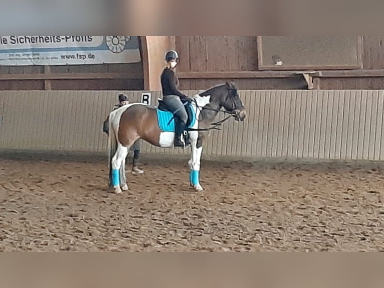 Lewitzer Mix Mare 10 years 15,1 hh Pinto in Grammetal