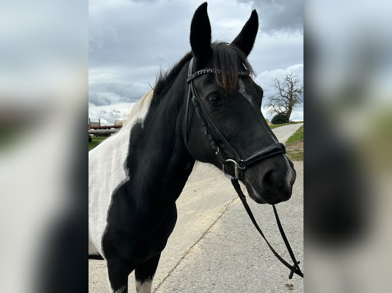 Lewitzer Mare 11 years 13,3 hh Pinto in Schwaikheim