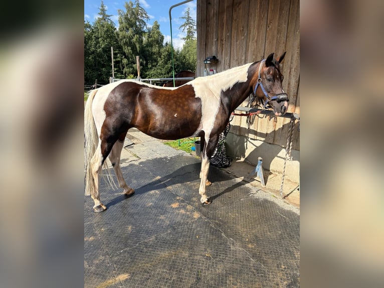 Lewitzer Mare 11 years 14 hh Pinto in Seedorf BE