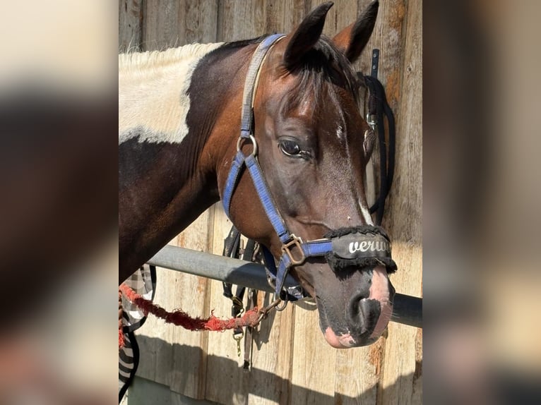 Lewitzer Mare 11 years 14 hh Pinto in Seedorf BE