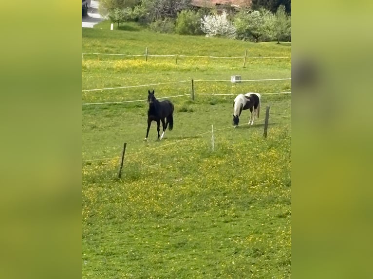Lewitzer Mare 11 years 14 hh Pinto in Seedorf BE