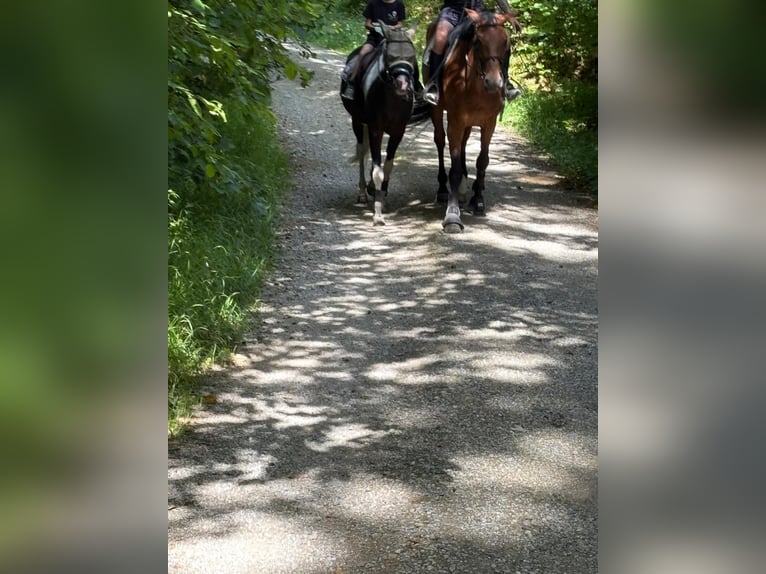 Lewitzer Mare 11 years 14 hh Pinto in Seedorf BE