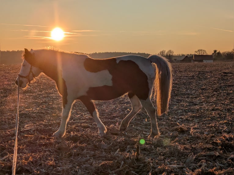 Lewitzer Mare 12 years 13.2 hh Pinto in Groß Drewitz