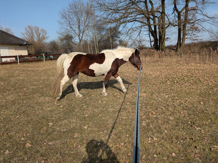 Lewitzer Mare 12 years 13.2 hh Pinto in Groß Drewitz