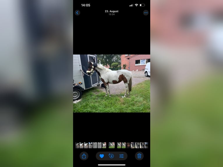 Lewitzer Mare 12 years 13,1 hh Pinto in Neu krenzlin