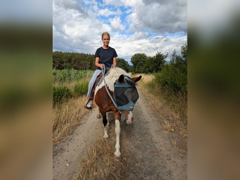Lewitzer Mare 12 years 13,2 hh Pinto in Groß Drewitz