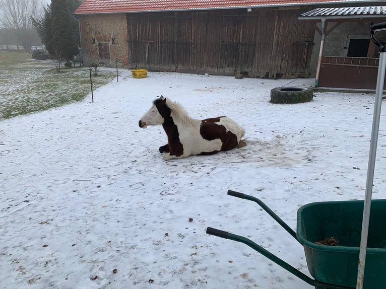 Lewitzer Mare 12 years 13,2 hh Pinto in Groß Drewitz