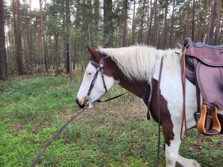 Lewitzer Mare 12 years 13,2 hh Pinto in Groß Drewitz