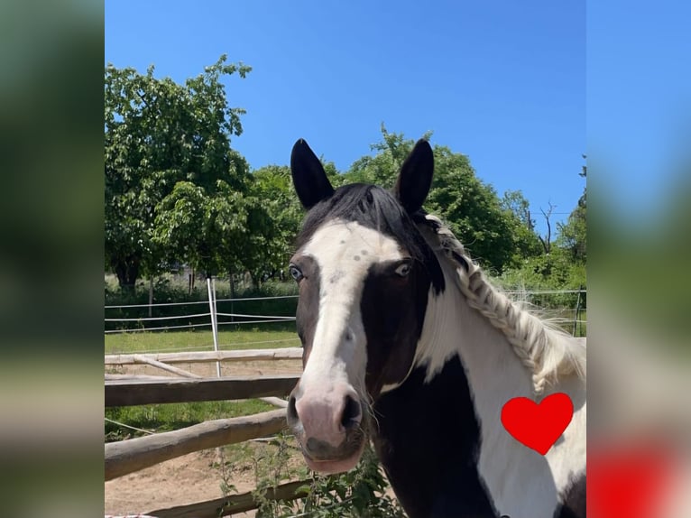 Lewitzer Mare 12 years 14,1 hh Pinto in Seibersbach