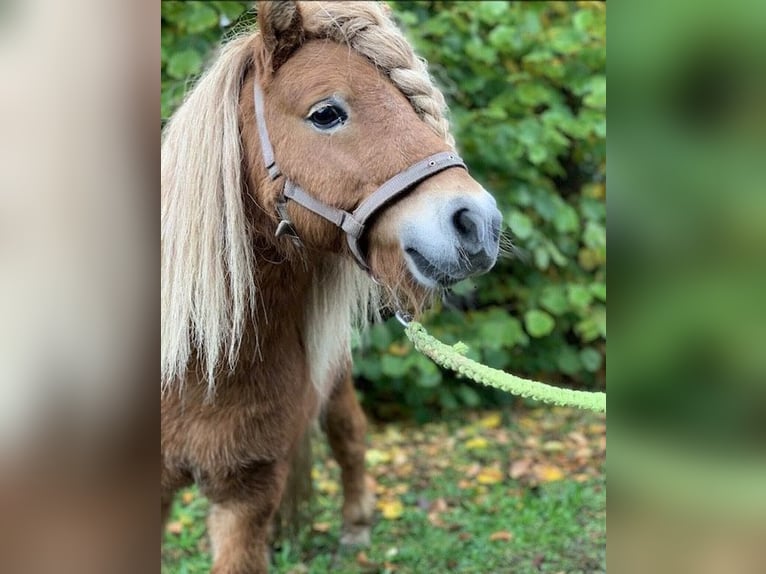 Lewitzer Mare 12 years 14,1 hh Pinto in Seibersbach