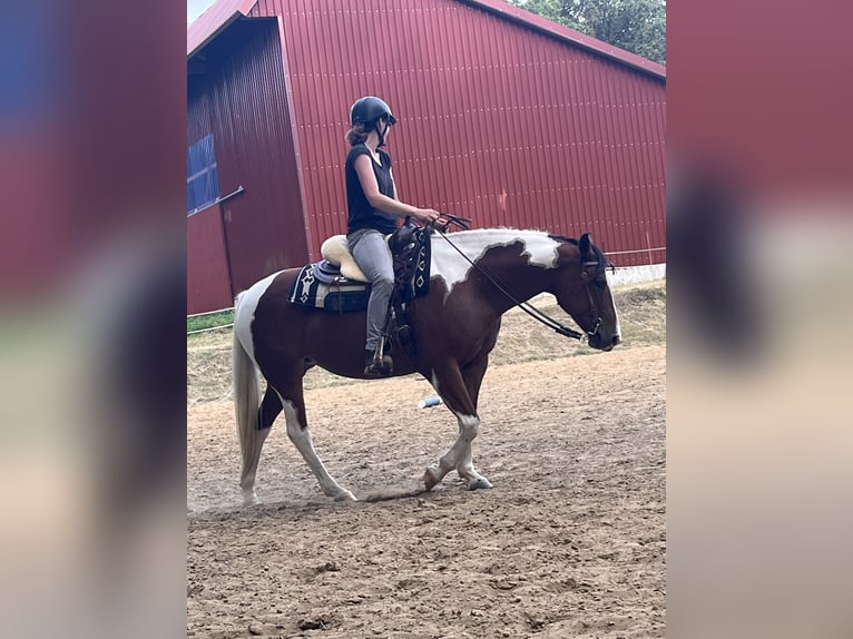 Lewitzer Mix Mare 12 years 14,2 hh Pinto in Oldendorf Luhe