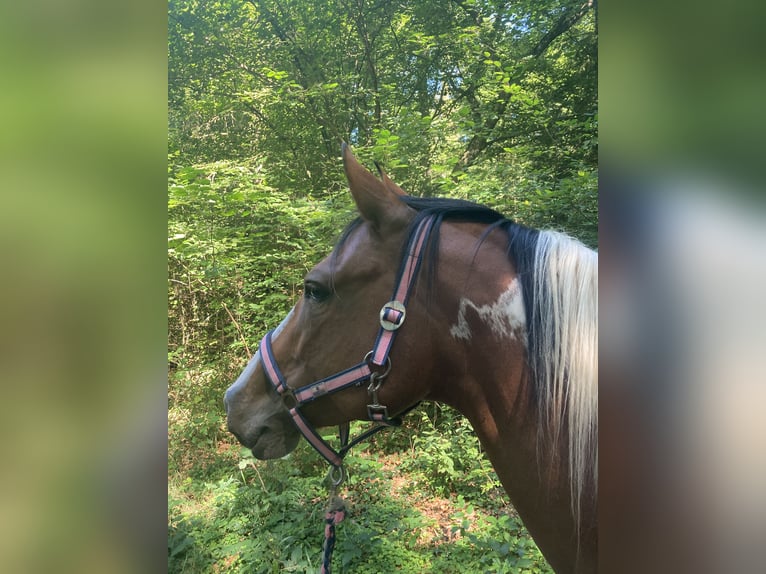 Lewitzer Mix Mare 12 years 14,2 hh Pinto in Oldendorf Luhe