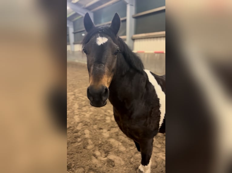 Lewitzer Mix Mare 13 years 12,2 hh Pinto in Winsen (Aller)