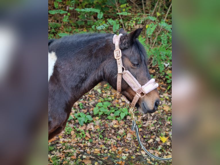 Lewitzer Mix Mare 13 years 12,2 hh Pinto in Winsen (Aller) Lewitzer Mix Mare 13 years 12,2 hh Pinto in Winsen (Aller)