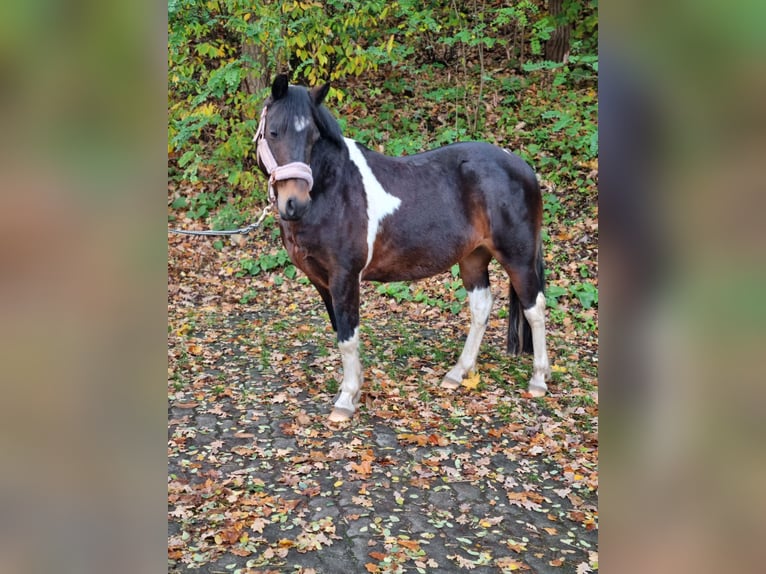 Lewitzer Mix Mare 13 years 12,2 hh Pinto in Winsen (Aller) Lewitzer Mix Mare 13 years 12,2 hh Pinto in Winsen (Aller)
