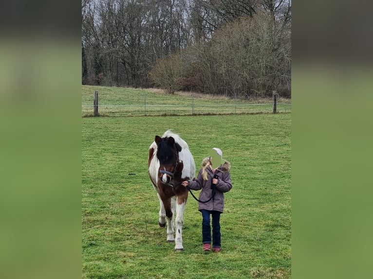 Lewitzer Mare 13 years 13.1 hh Pinto in Tramm