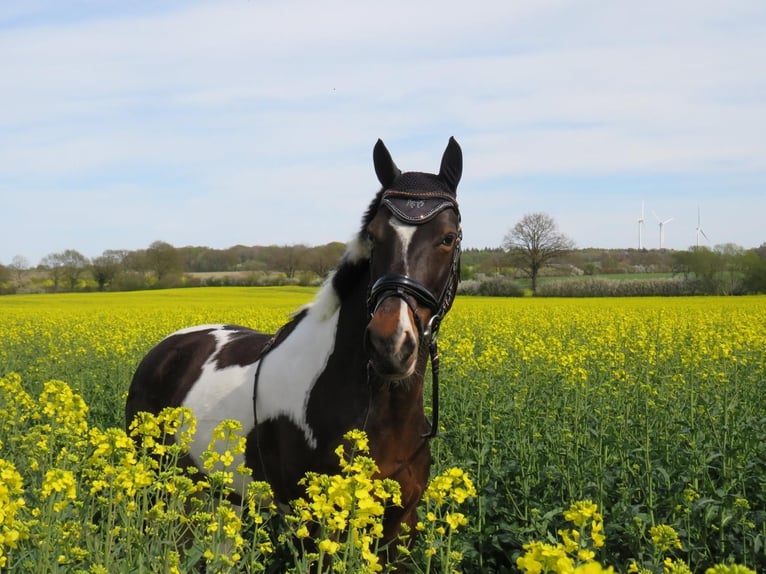 Lewitzer Mare 13 years 13,2 hh Pinto in Itzstedt