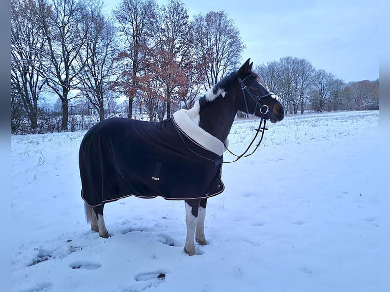 Lewitzer Mare 13 years 13,2 hh Pinto in Itzstedt