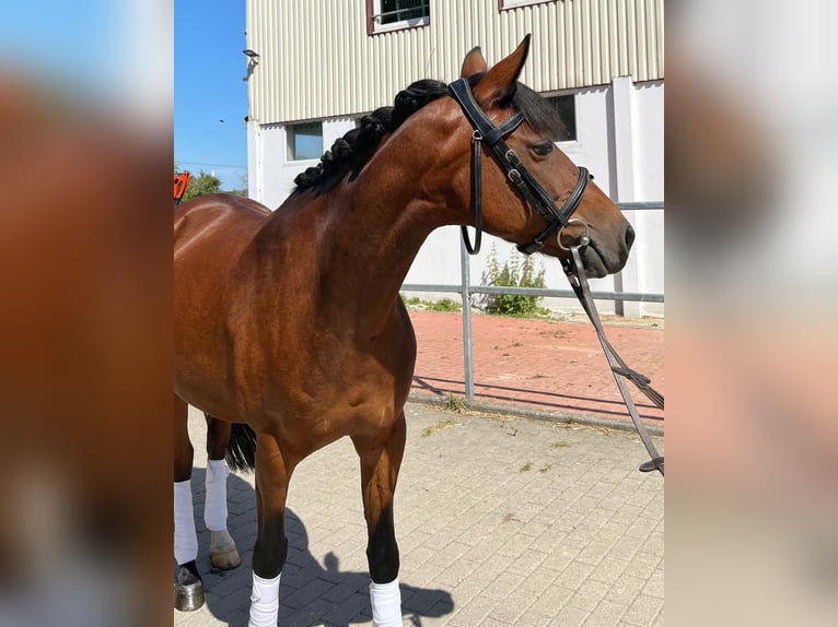 Lewitzer Mare 13 years 14,1 hh Brown in G&#xF6;ttingen