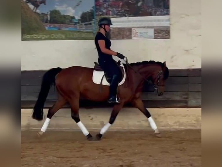 Lewitzer Mare 13 years 14,1 hh Brown in G&#xF6;ttingen