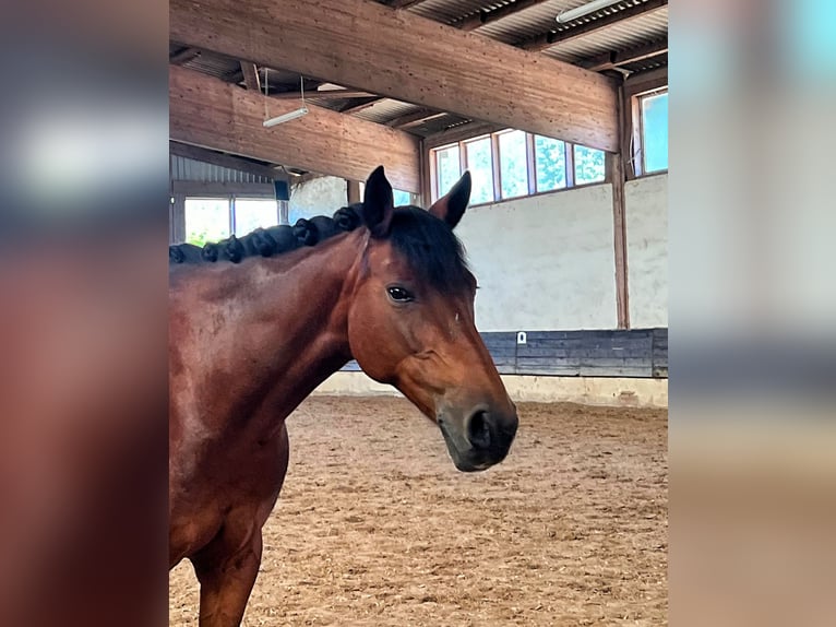 Lewitzer Mare 13 years 14,1 hh Brown in G&#xF6;ttingen